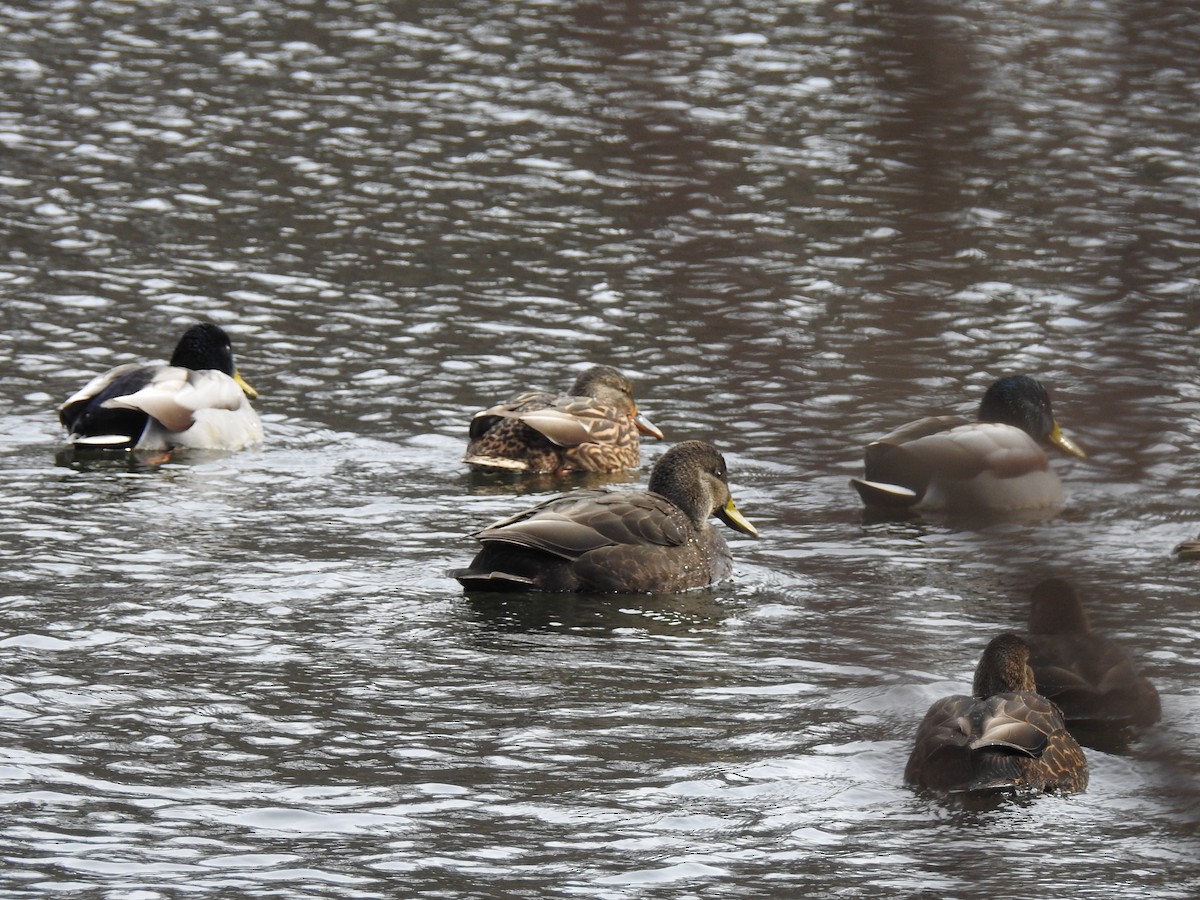American Black Duck - ML44533411