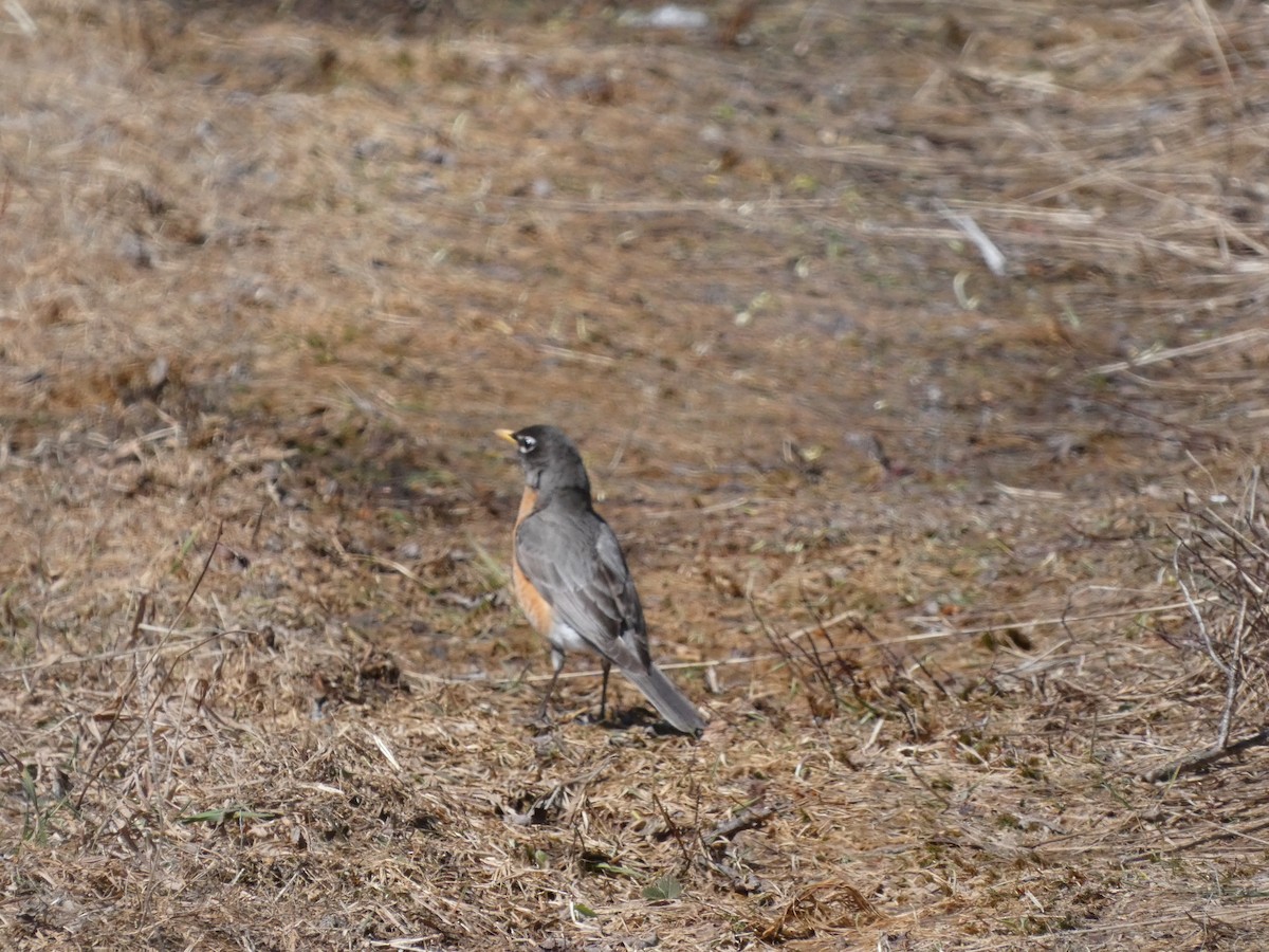 American Robin - ML445335581