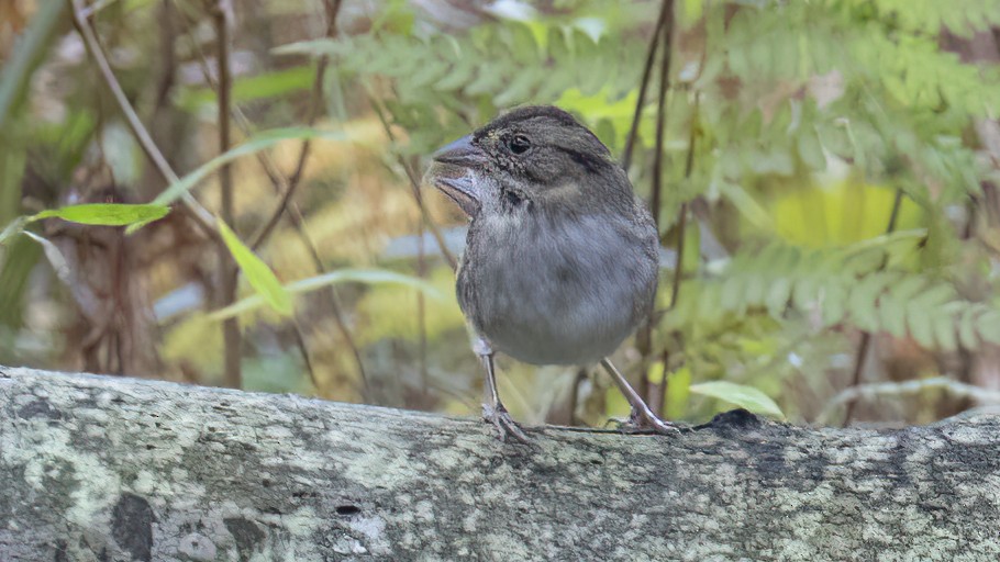 Swamp Sparrow - ML445336671