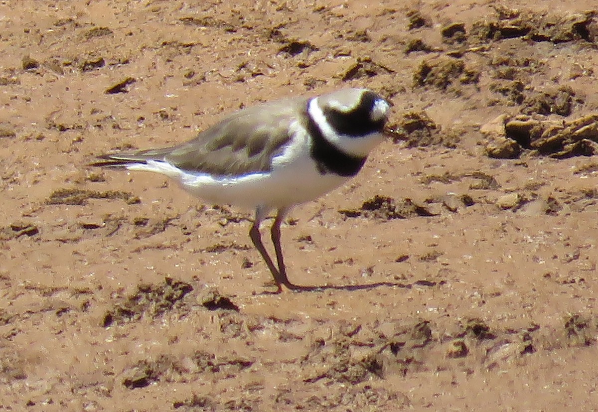Common Ringed Plover - ML445336741