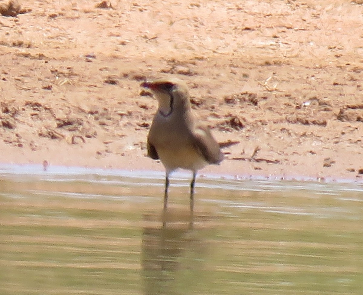 Collared Pratincole - ML445336841