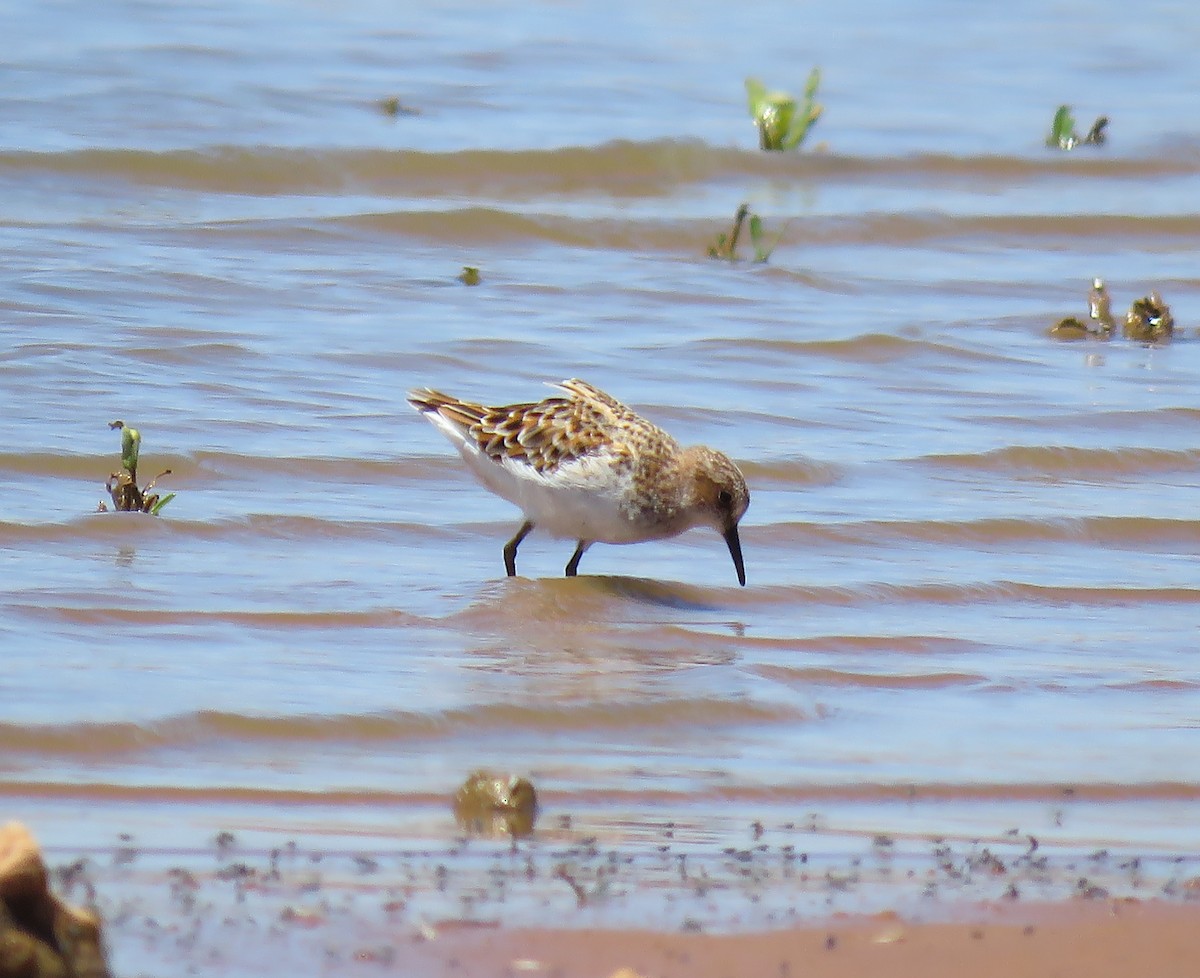 Little Stint - ML445336941