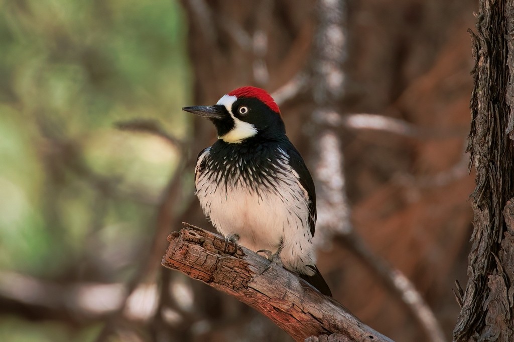 Acorn Woodpecker - ML445337541