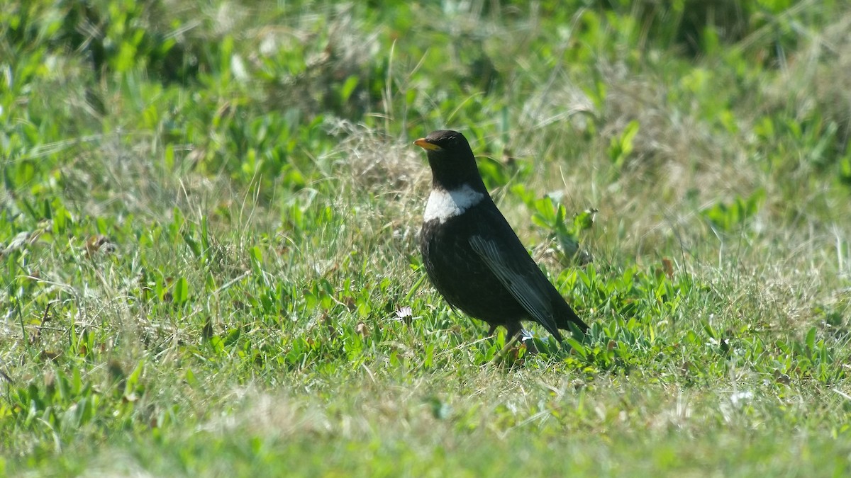 Ring Ouzel - Dave Andrews