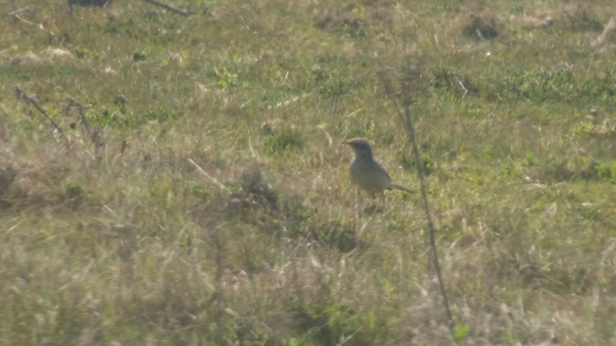 Tawny Pipit - ML445337941