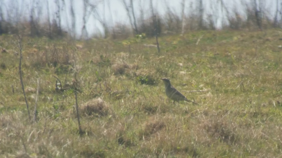 Tawny Pipit - ML445338001