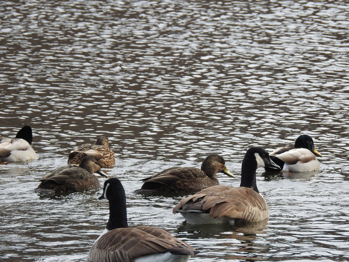American Black Duck - ML44533851