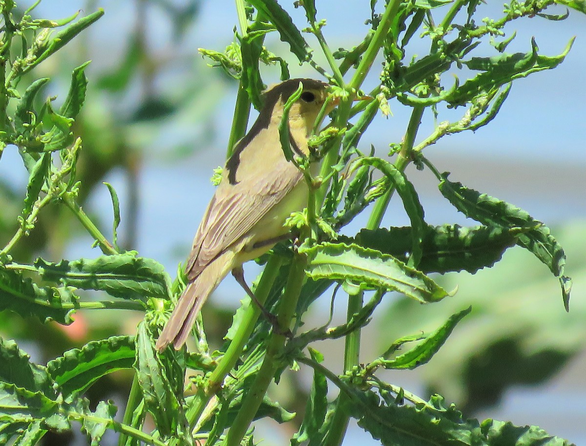 Melodious Warbler - ML445338781