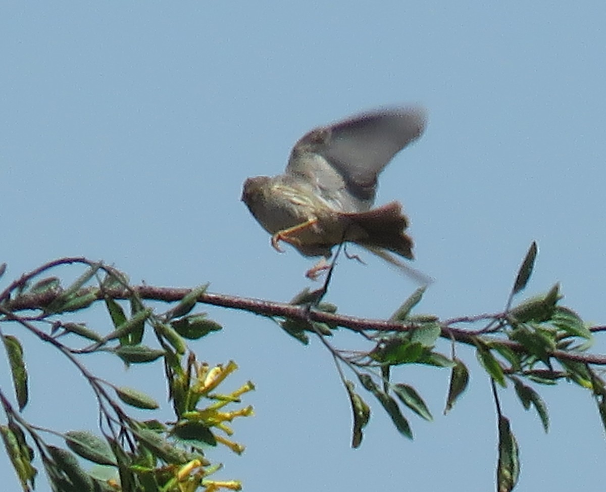 Corn Bunting - ML445339631