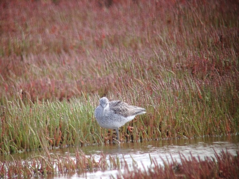 Common Greenshank - ML445339851