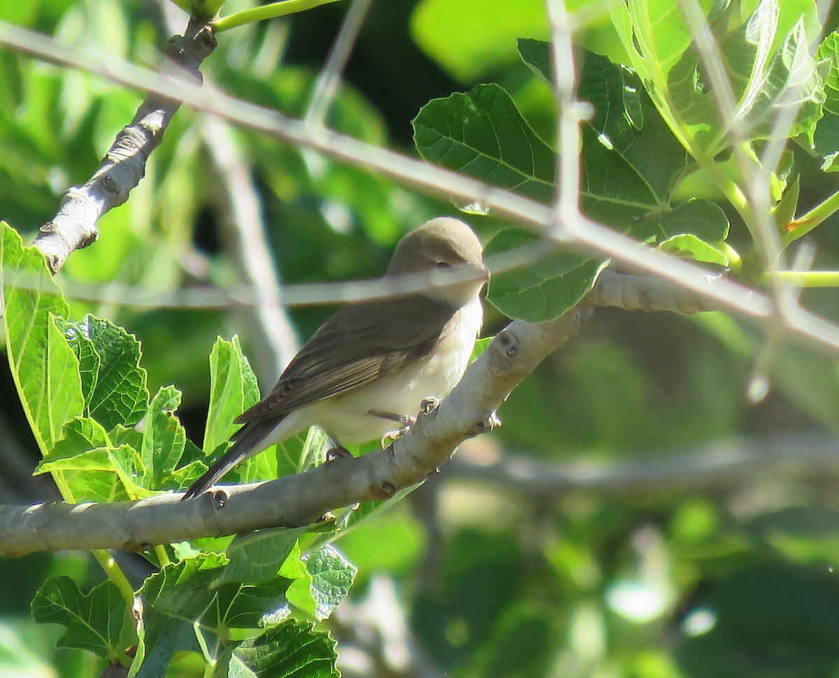 Garden Warbler - ML445339901