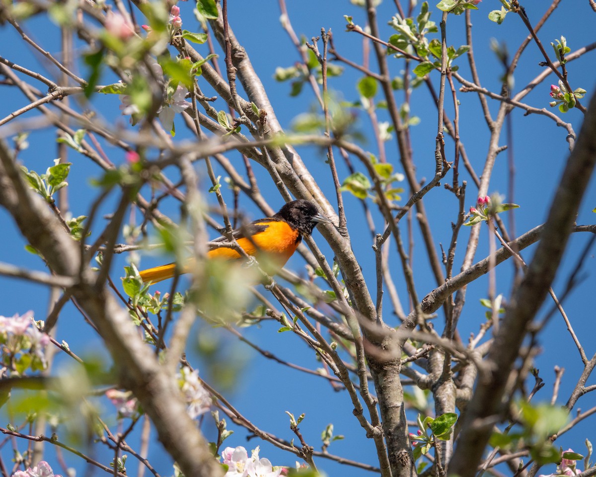 Baltimore Oriole - ML445339921