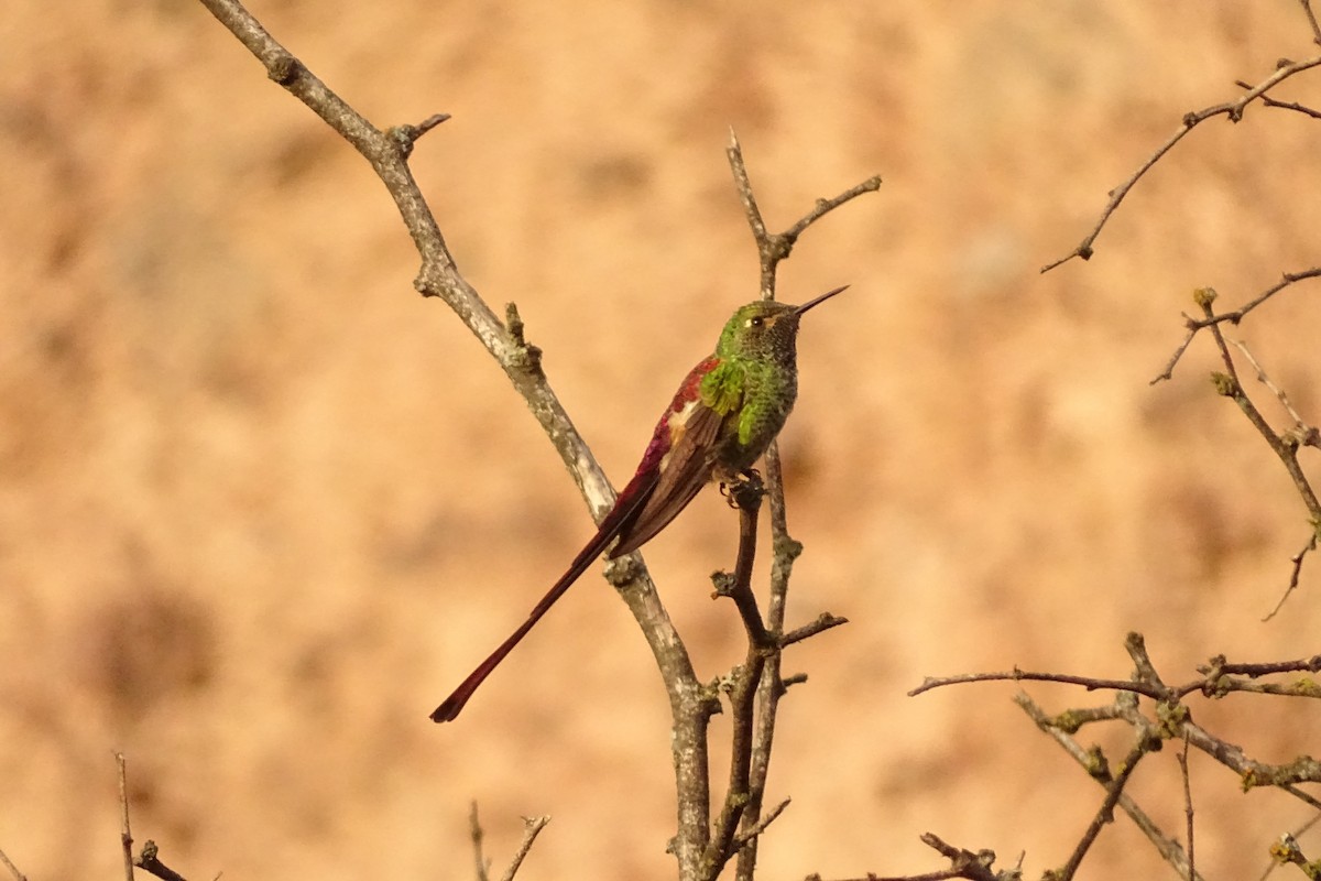 Red-tailed Comet - ML445340591