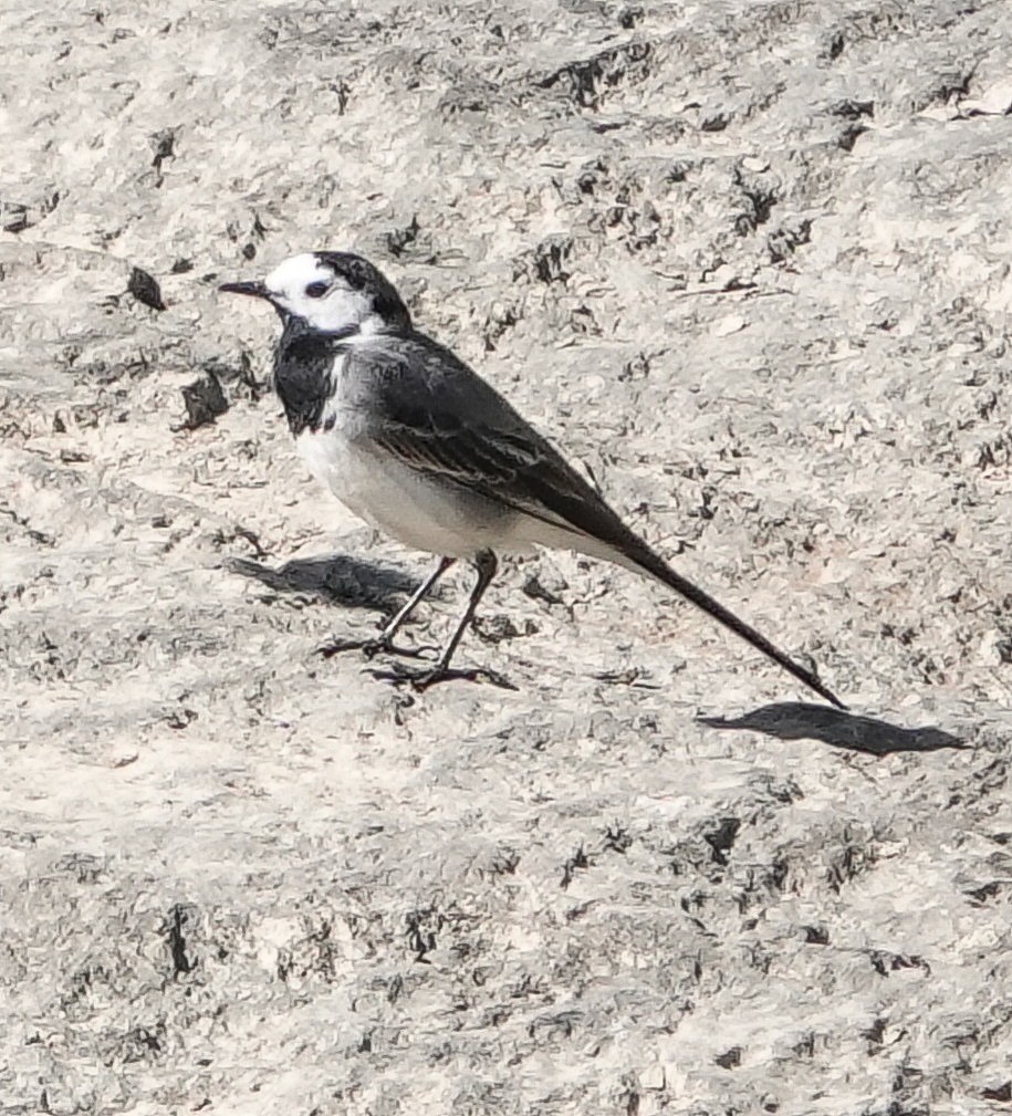 White Wagtail - ML445341101