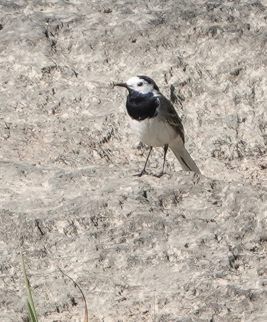 White Wagtail - ML445341111