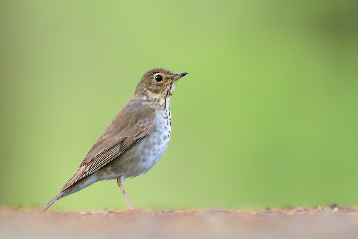 Swainson's Thrush - ML445341371