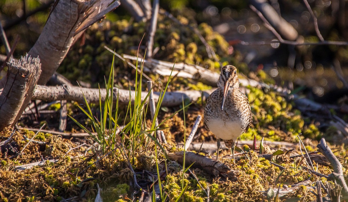 Wilson's Snipe - ML445341381