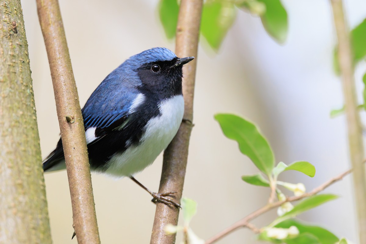 Black-throated Blue Warbler - ML445341581