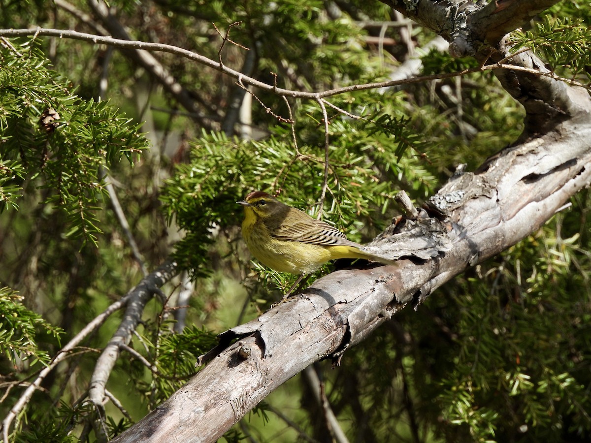 Palm Warbler - Tucker Frank