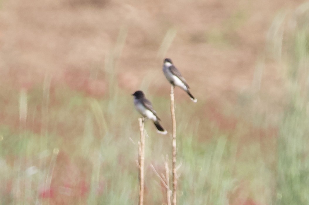 Eastern Kingbird - ML445345131