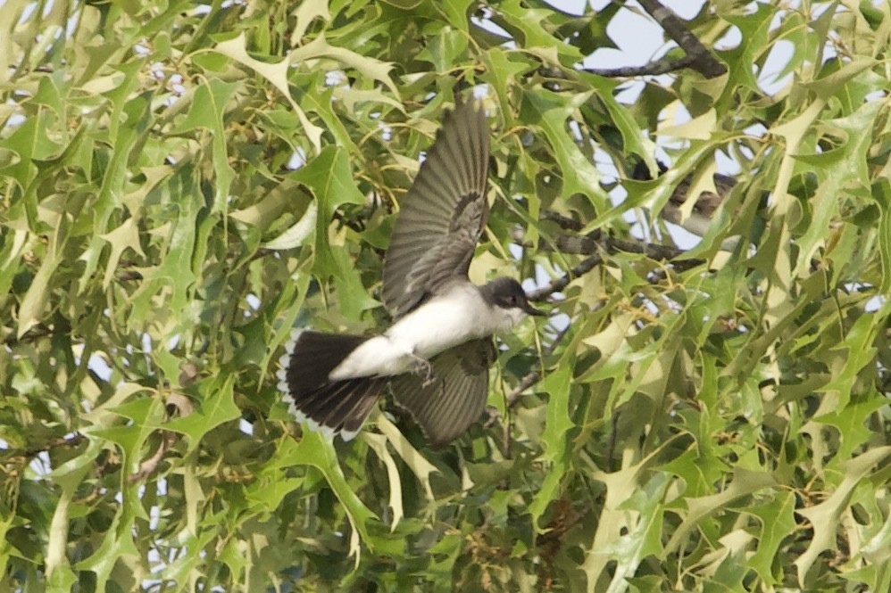 Eastern Kingbird - ML445345141