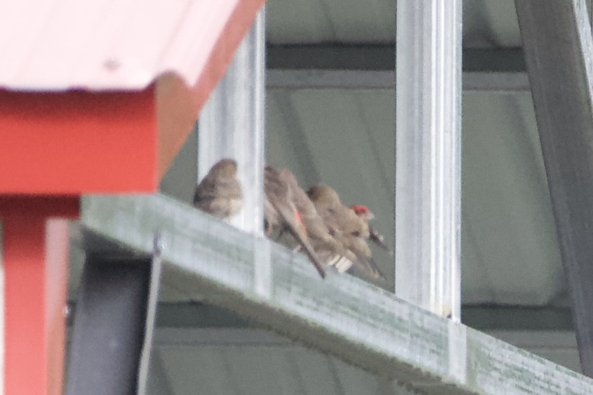 House Finch - ML445345431