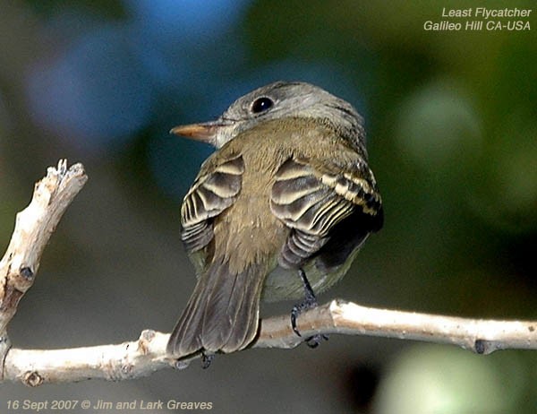 Least Flycatcher - ML445345761