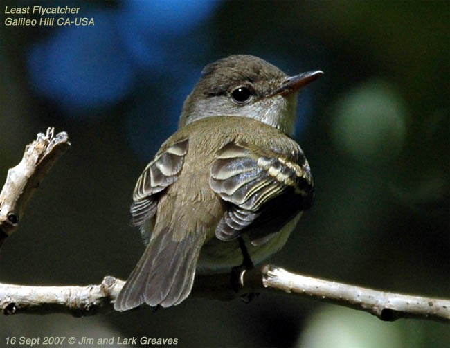 Least Flycatcher - Jim Greaves