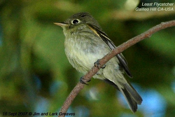 Least Flycatcher - ML445346281