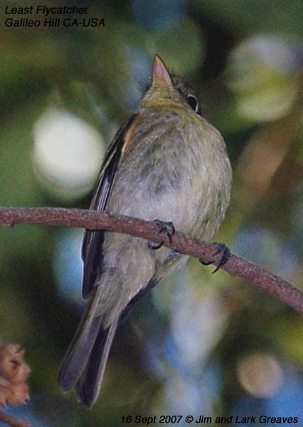 Least Flycatcher - ML445346381