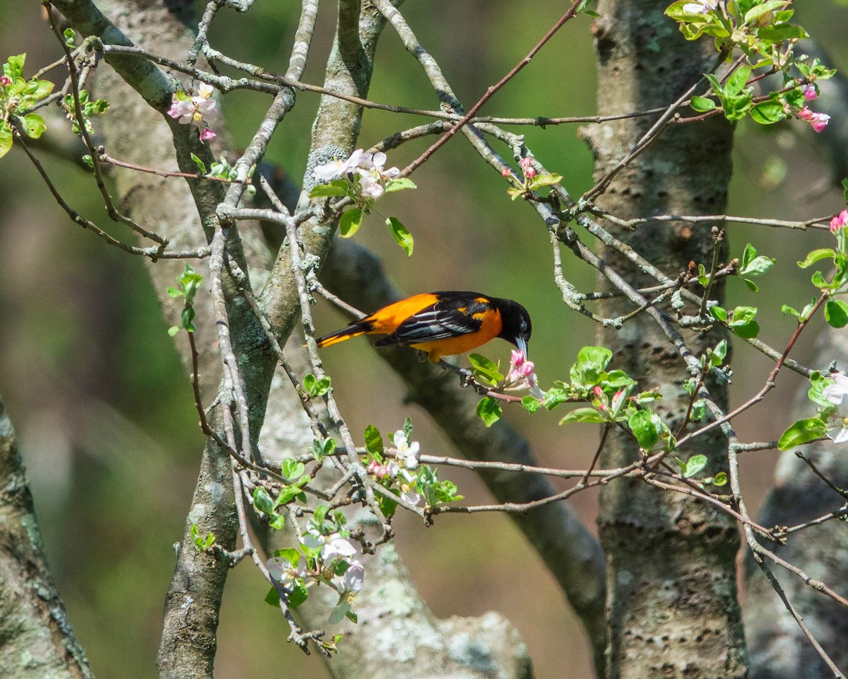 Baltimore Oriole - ML445346451