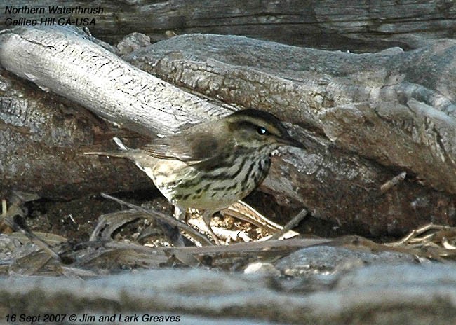 Northern Waterthrush - ML445346701