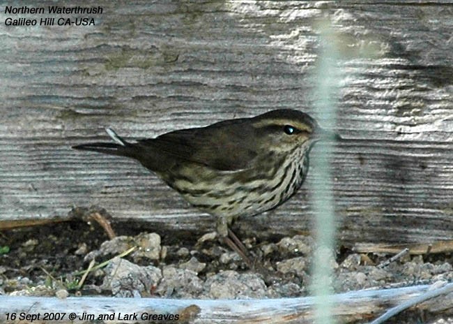 Northern Waterthrush - ML445346721