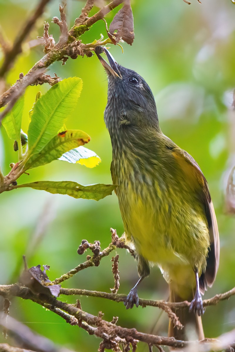 Streak-necked Flycatcher - ML445346841