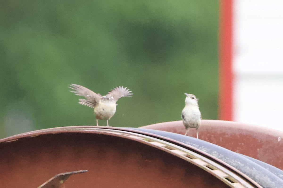 Carolina Wren - ML445346861