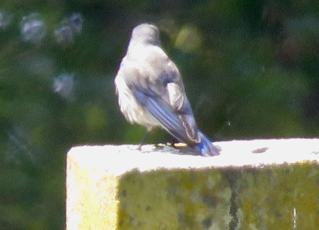Western Bluebird - ML445347481