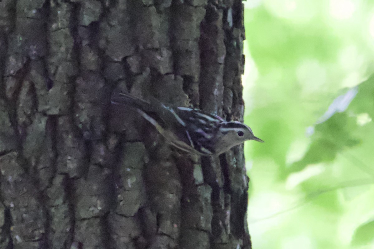 Black-and-white Warbler - ML445347851