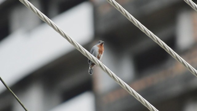 Chestnut-bellied Seedeater - ML445348151