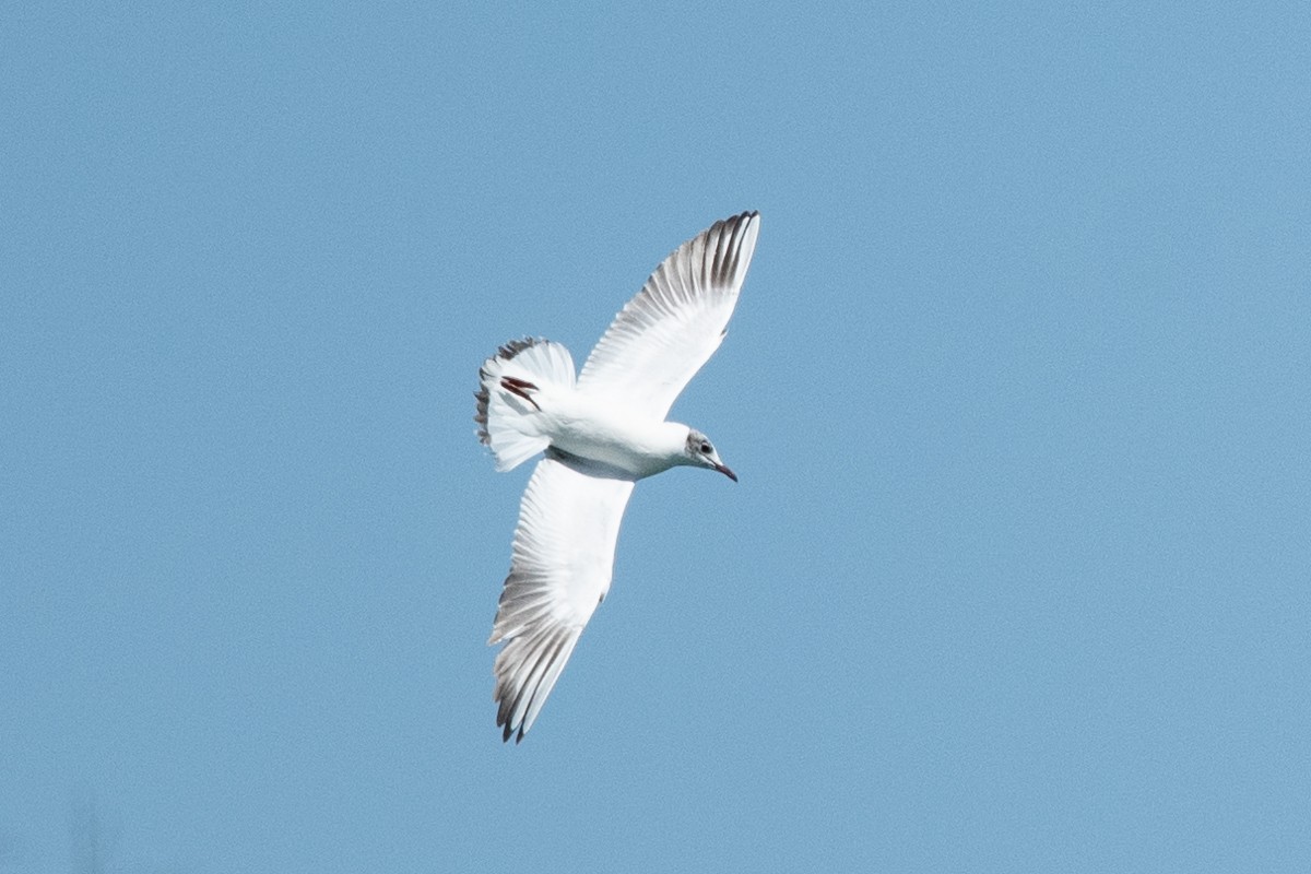 Black-headed Gull - Ryan Griffiths