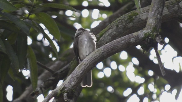 Black-billed Thrush (Amazonian) - ML445348911