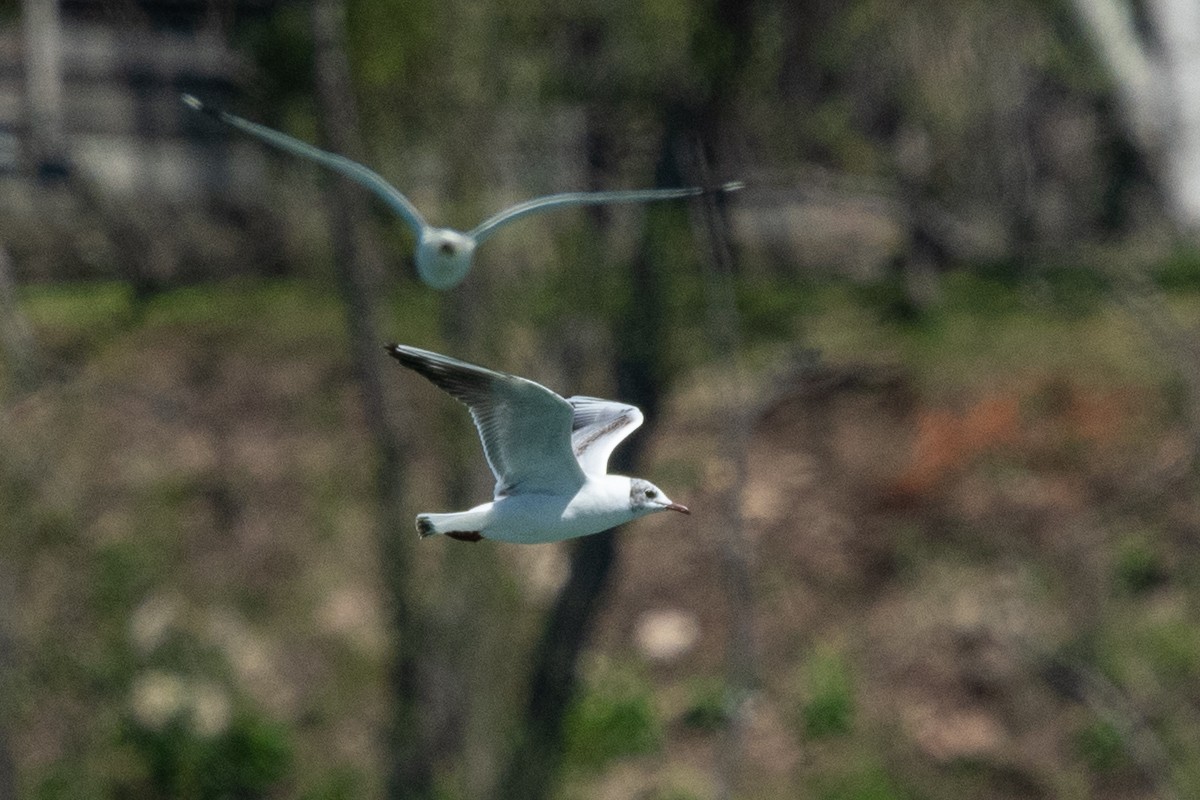 Black-headed Gull - Ryan Griffiths