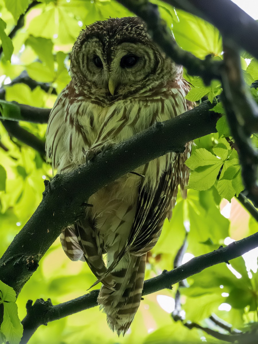 Barred Owl - ML445349961