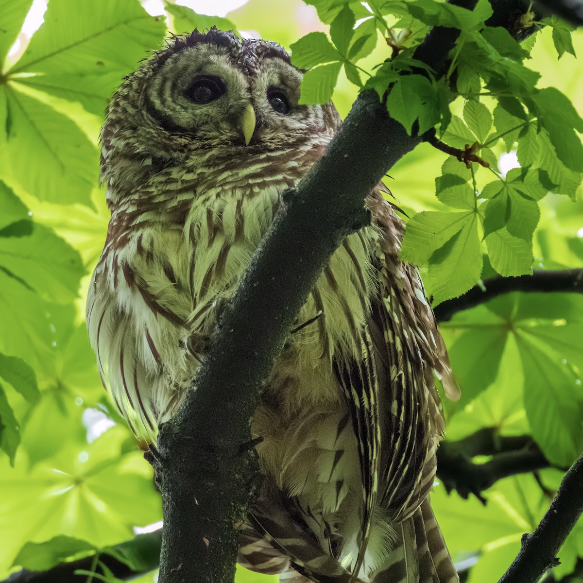 Barred Owl - ML445349971