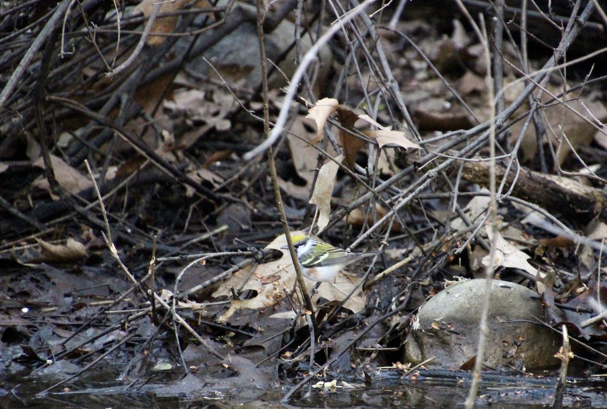 Paruline à flancs marron - ML445350221