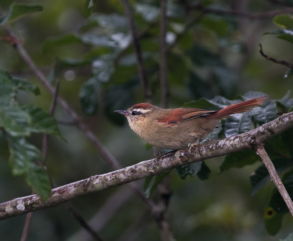 Pallid Spinetail - ML445350421