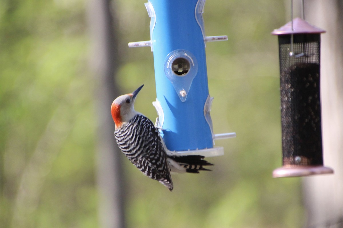 Red-bellied Woodpecker - ML445350491