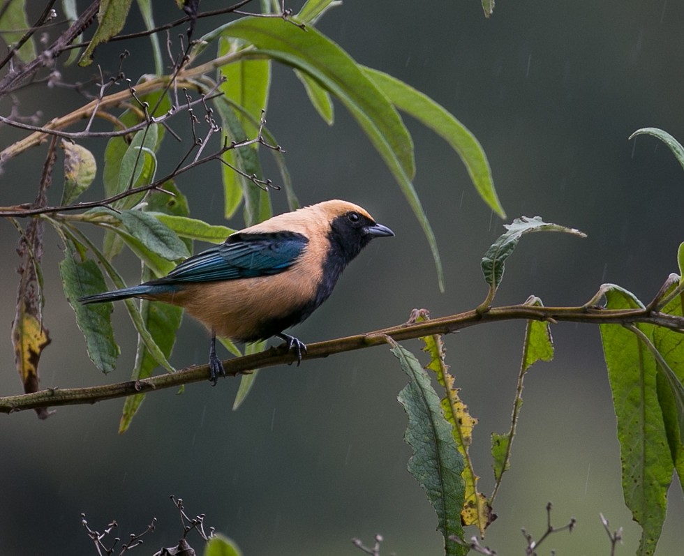 Burnished-buff Tanager - ML445350681