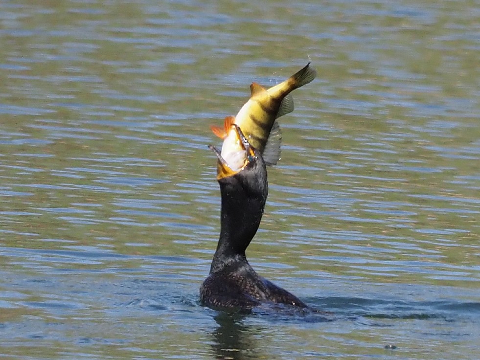 Cormoran à aigrettes - ML445350901