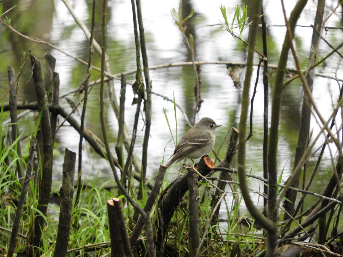 Dusky Flycatcher - ML445351461