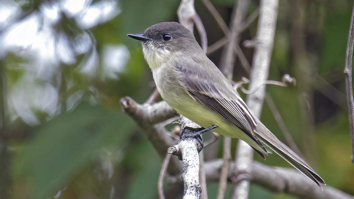 Eastern Phoebe - ML445353931